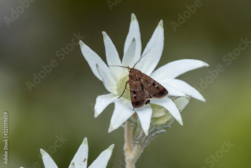 Australian Bogong Moth feeding on the nectar of a Flannel Flower