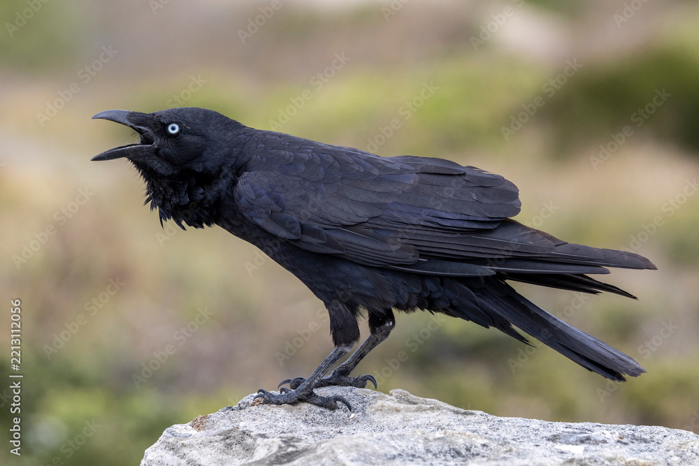Fototapeta premium Australian Raven calling to a mate