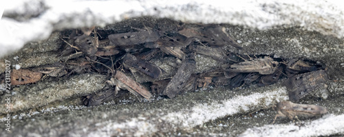 Australian Bogong Moths hiding by day in a rock crevice