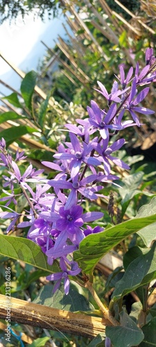 Obraz na plátně Petrea volubilis, or what is often known as purple dangle flower or sandpaper vi