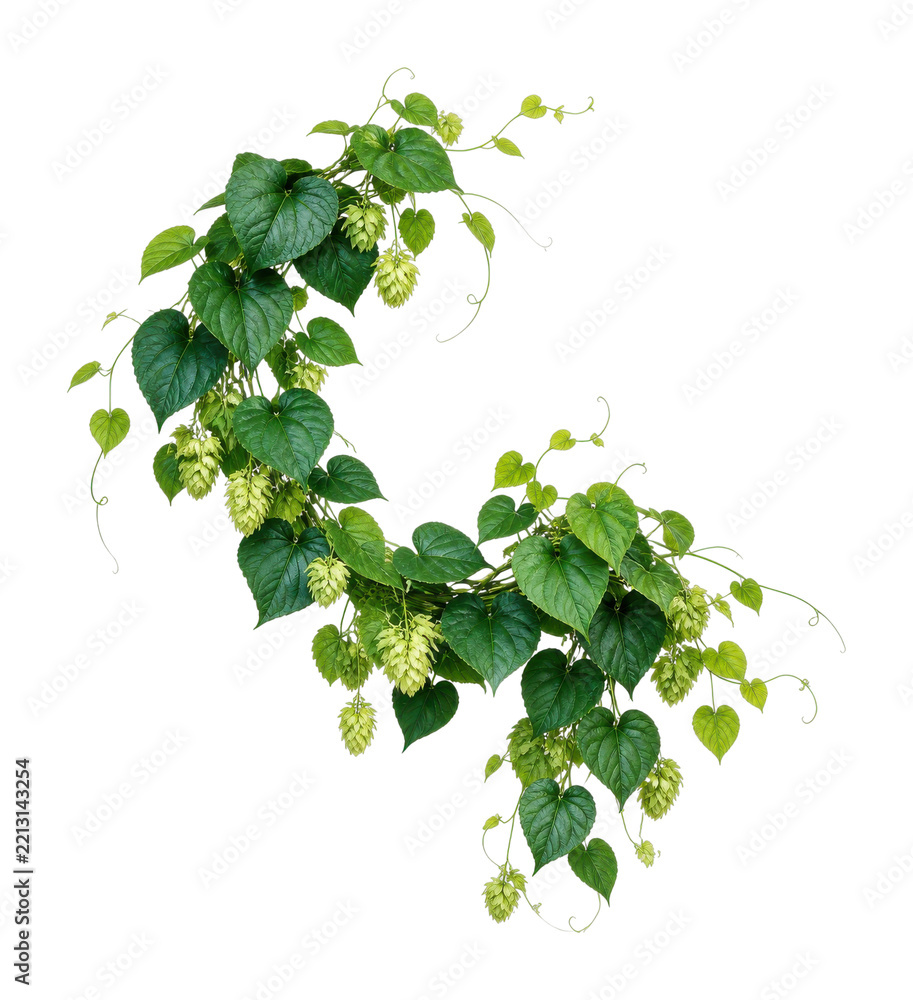 Fototapeta premium Green hop vine with heart-shaped leaves and cone flowers, PNG transparent background