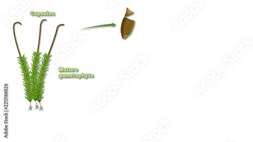 Educational Biological Animation of the Moss Plant Life Cycle