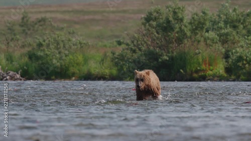 A coastal Alaska brown bear catching red sockeye salmon in the rivers in Katmai National Park, Alaska, USA and eating it on the shore to fatten up for winter