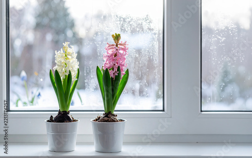 窓の外の雪景色と窓辺のヒヤシンスの花
