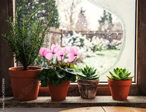 冬の窓辺に鉢植えの観葉植物