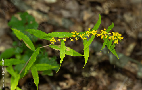 Bluestem Goldenrod (Solidago caesia) with tiny yellow flowers blooming on the long stem of the plant between the long leaves. Found in shaded woodlands and blooms in late summer through autumn. 