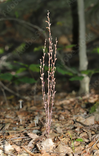 Beechdrops (Epifagus virginiana) are a parasitic plant that lives on American Beech (Fagus grandifolia) tree roots. They have no chlorophyll and obtain nutrients from the roots of their host. 