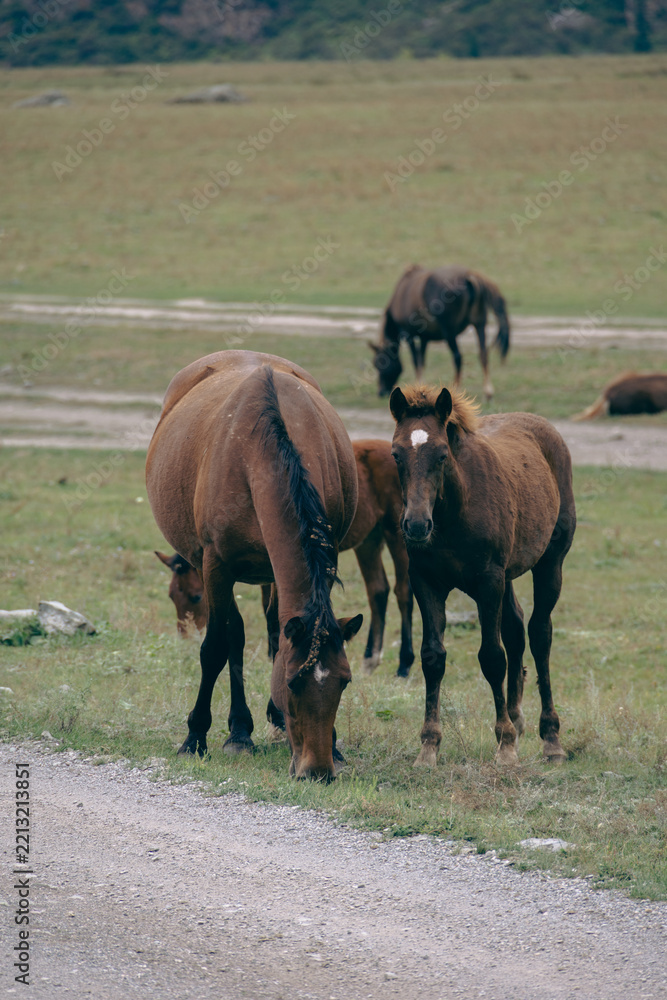Fototapeta premium Young brown foal standing near mare grazing on green pasture
