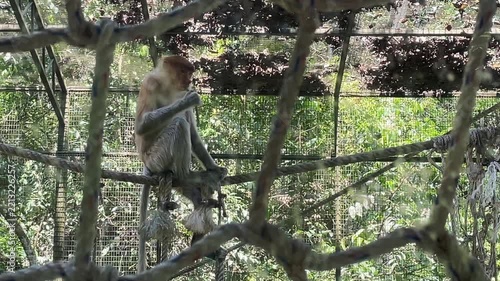 proboscis monkey eating at zoo in a cage borneo island