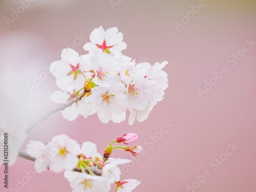 桜の花のある風景。満開の桜。真っ白な花びらとふんわりボケた様子。ピンクのやわらかい背景。春のイメージ。心象風景。
