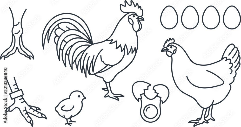 Fototapeta premium Minimalist Line Art Vector Illustration of Chicken Life Cycle Elements Set with Hen Rooster Chick and Eggs Isolated on White Background
