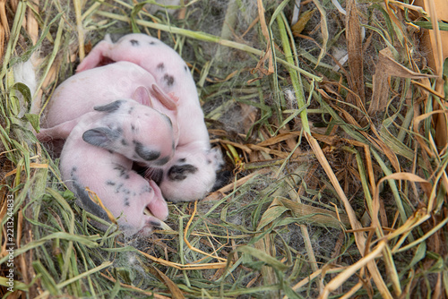 Newborn baby rabbits cuddling in a straw nest. Close up of tiny blind newborn kits in a nest box. A group of freshly born domestic rabbits sleeping together. Cute bunny kits with spotted fur in hay. D