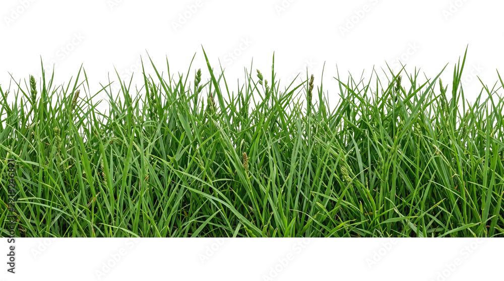 Fototapeta premium Lush green grass growing in a field during daytime with soft natural light isolated on transparent background