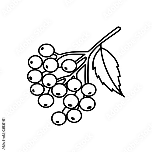 elderberry outline vector illustration