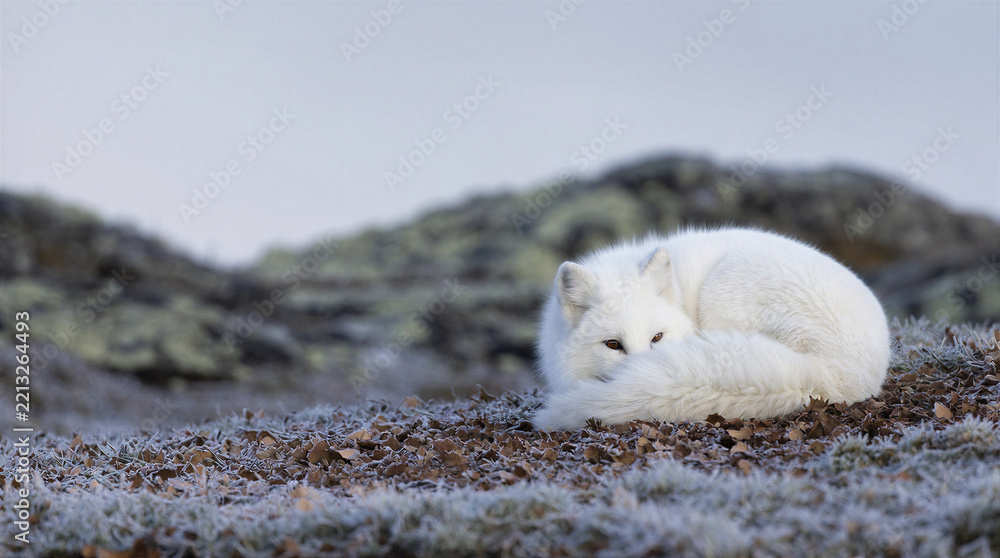 Fototapeta premium Arctic fox curled tightly into a ball amidst a sparse scattering of frozen brown leaves in a cold natural habitat