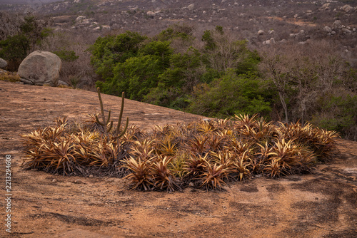 Obraz na plátně Beautiful view to caatinga bromeliads and cacti