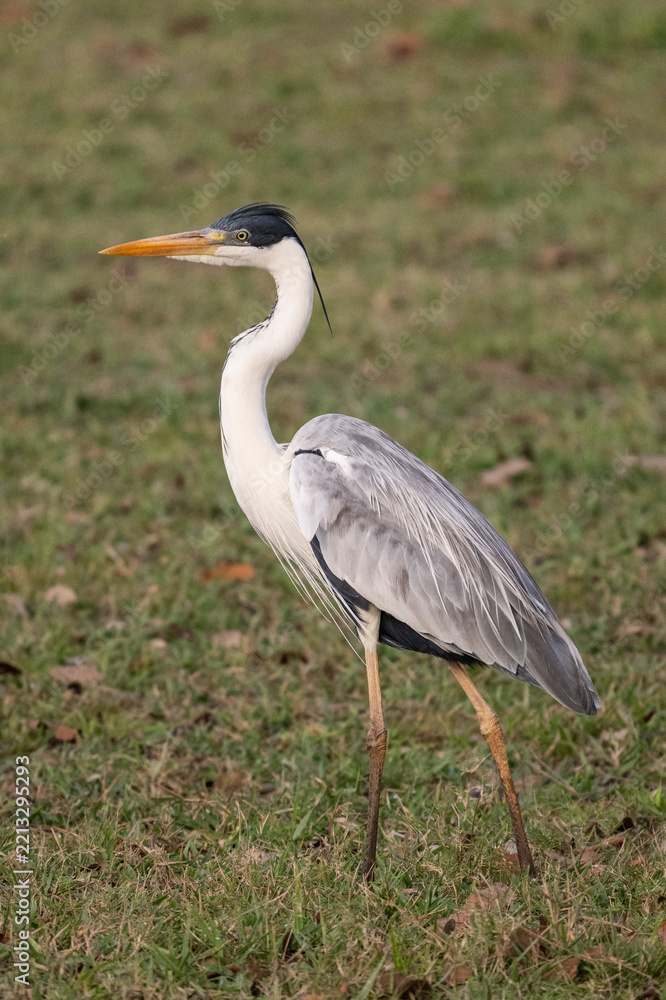 Obraz premium Cocoi heron in the Pantanal of Miranda, Mato Grosso do Sul, Brazil