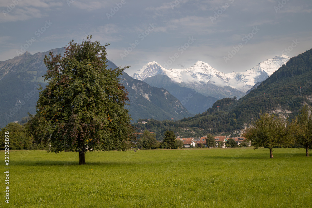 Obraz premium Green meadow with snowcapped eiger mönch jungfrau mountains