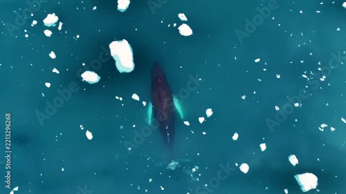 Majestic humpback whale swimming among floating ice floes