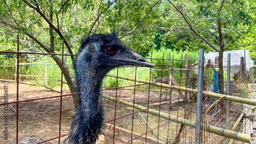 Emus seen beside a mountain road in Imari Saga