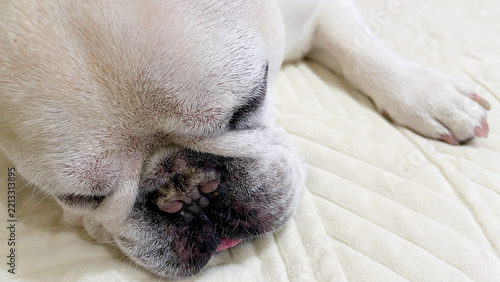 French bulldog sleeping peacefully on a soft bed