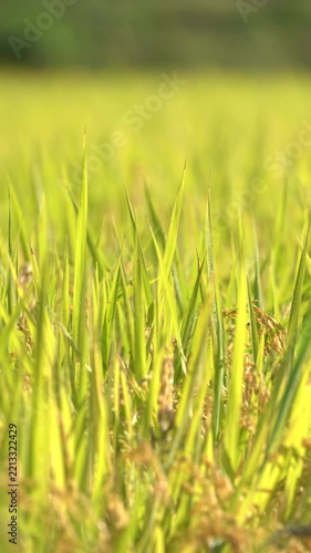 秋となった10月収穫間近な黄金色の稲穂_10bit_4:2:2_固定