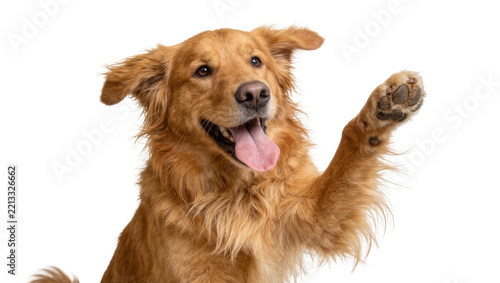 Golden retriever dog raising paw, isolated on transparent background