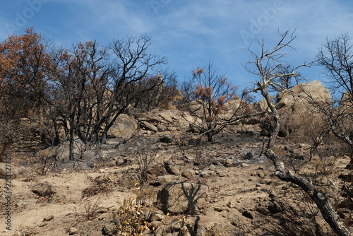 Arid landscape after a wildfire with burned trees and charred vegetation