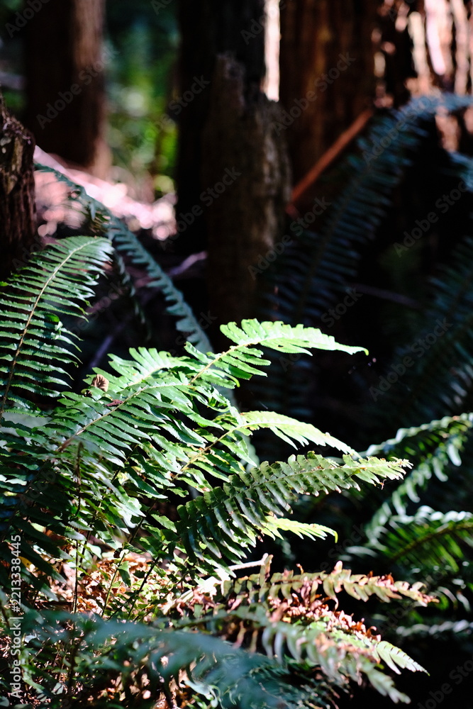Fototapeta premium Green fern fronds beside a tree trunk in a forest