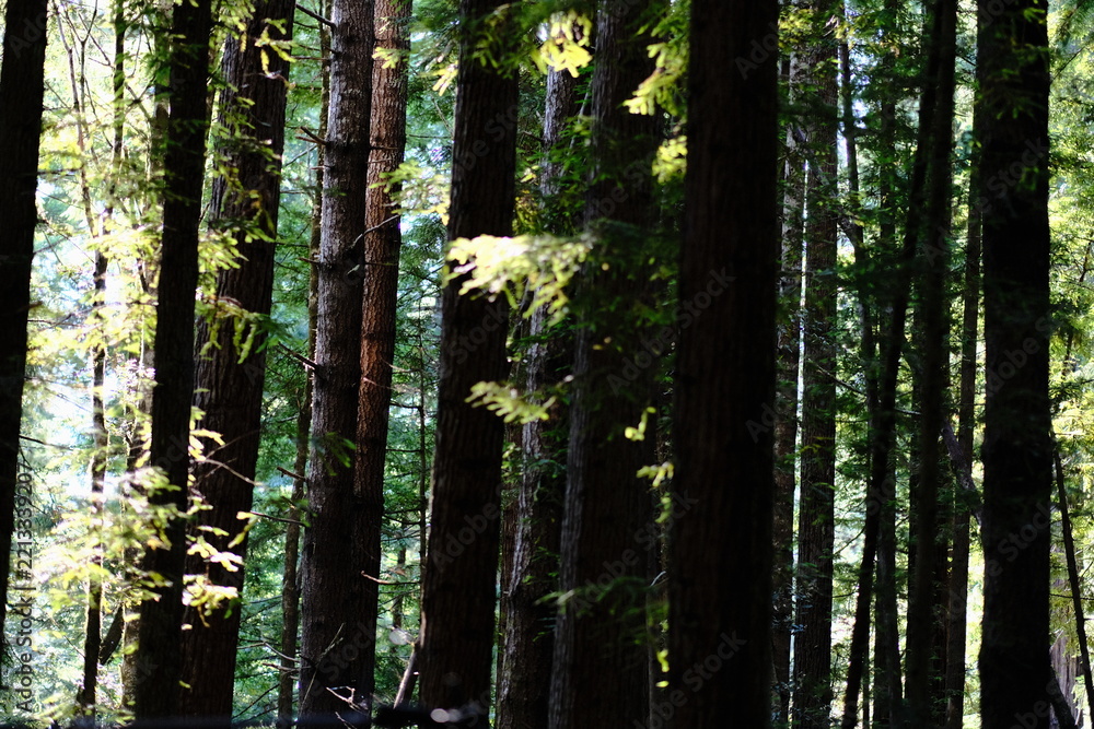 Fototapeta premium Dark conifer trunks with sunlight in a forest