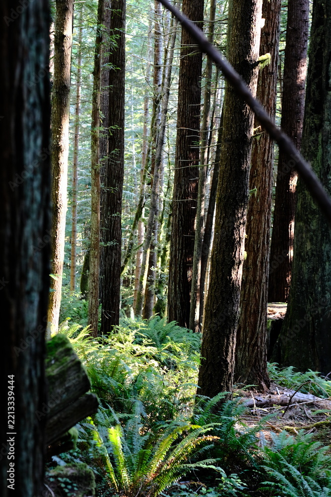 Fototapeta premium Tall straight conifer trunks in a green forest