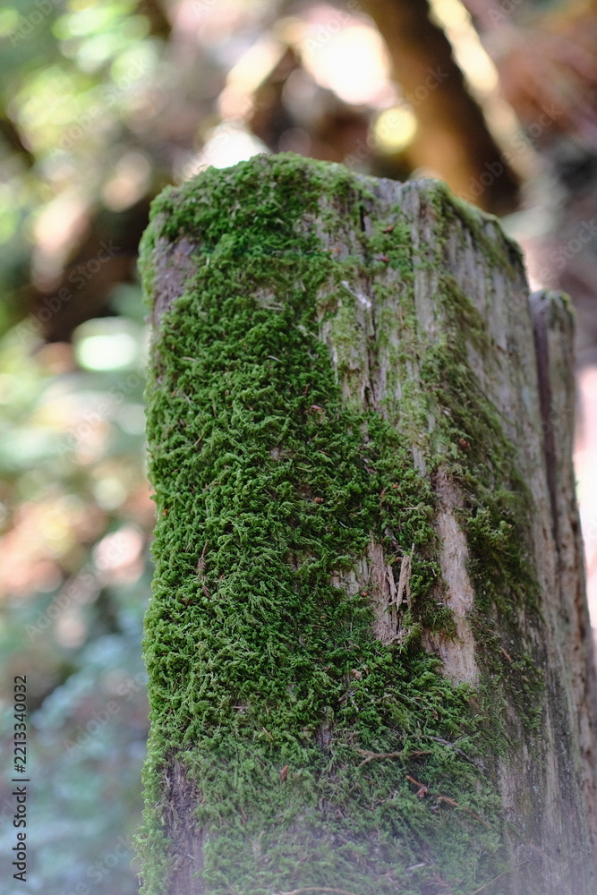 Naklejka premium Moss covered wooden post in a green forest close-up