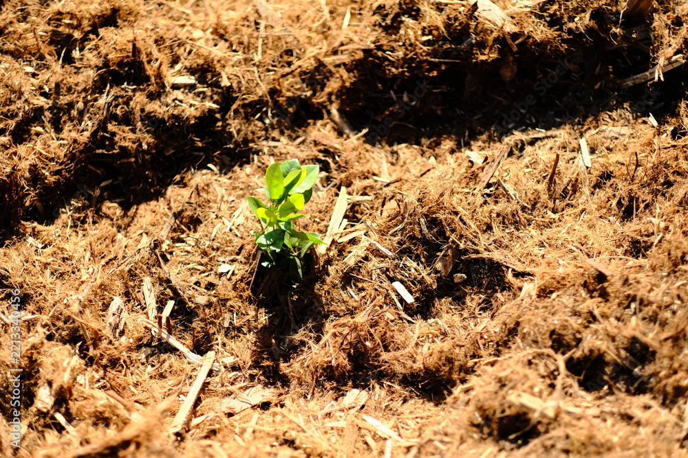 Fototapeta premium Small green seedling sprouting from the forest floor