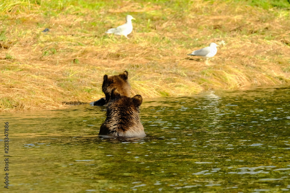 Fototapeta premium Brown bear sitting at a pond with gulls in a grassy field behind