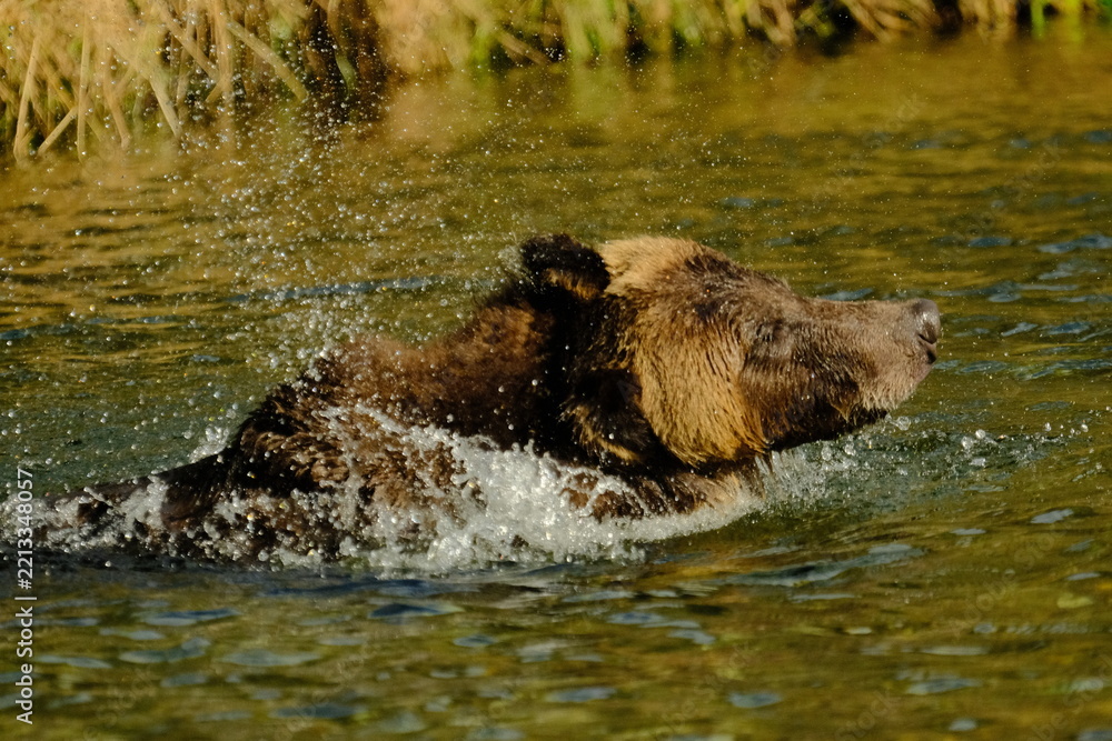 Fototapeta premium Brown bear swimming and splashing in a river