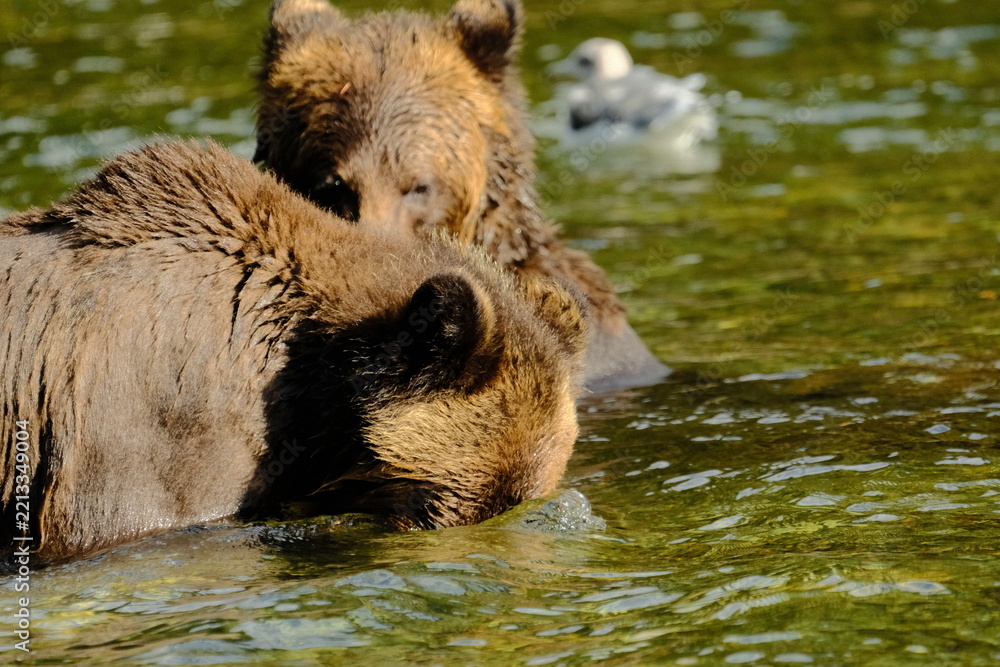 Fototapeta premium Two brown bears playing and splashing in a river