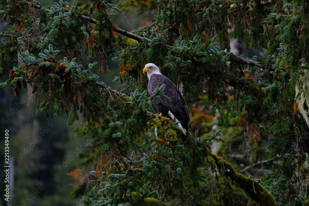 Fototapeta premium Bald eagle perched among evergreen branches