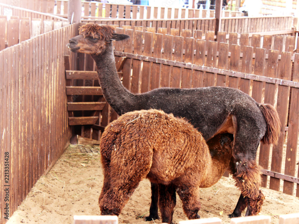Fototapeta premium A llama nurses its young outdoors. 