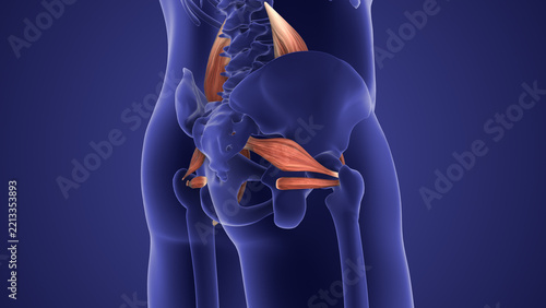 Piriformis and Superior Gemellus Muscle Anatomy