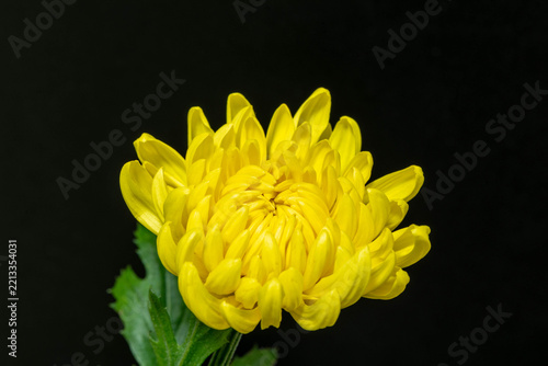 菊の花