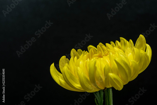 菊の花
