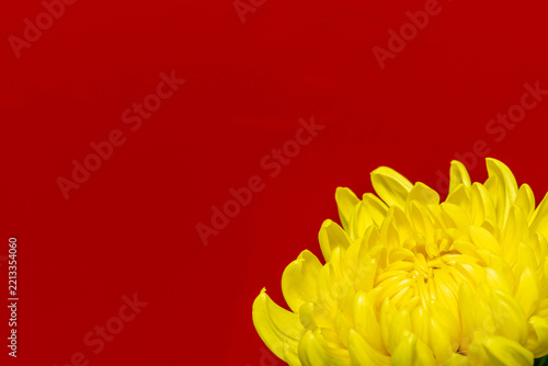 菊の花
