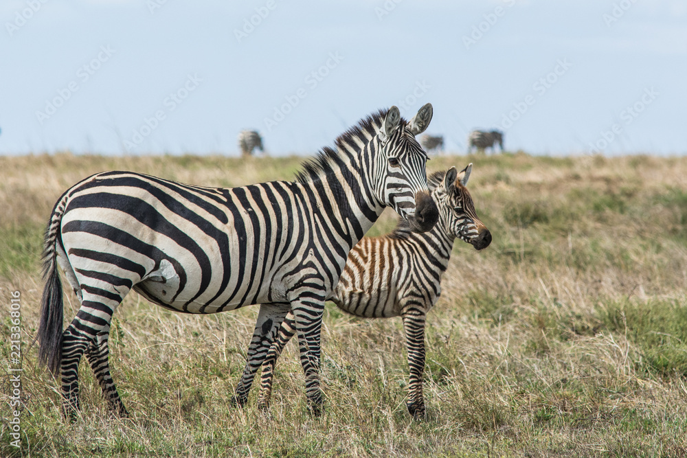 Obraz premium Adult plains zebra and foal walking together through the grasslands of Serengeti National Park, Tanzania. The close interaction between the mother and young zebra highlights family bonding and wildlif