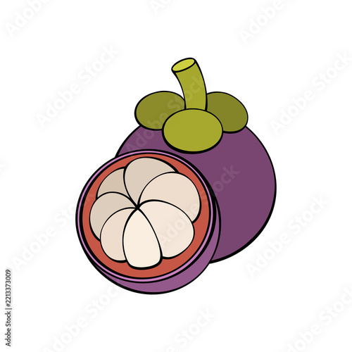 Obraz na plátně Mangosteen fruit illustration with whole and sliced purple rind green calyx whit