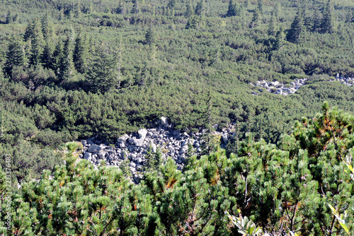 Granite rockfall scree surrounded by dwarf mountain pine in Hala Gąsienicowa view from trail Tatry Poland