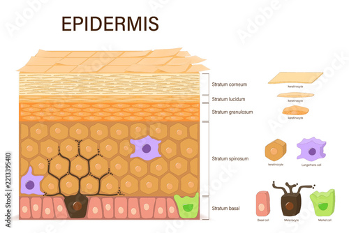 Structure of epidermis. Cross section of the epidermis. Human skin anatomy. Layers of human skin. 