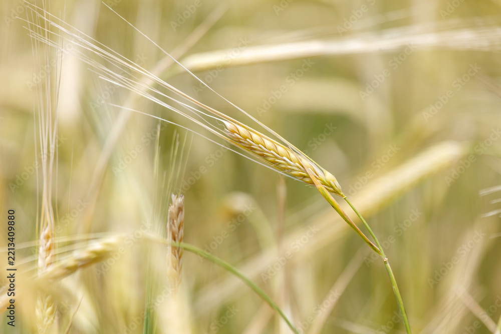Fototapeta premium Golden wheat stalks sway gently in a sunlit field