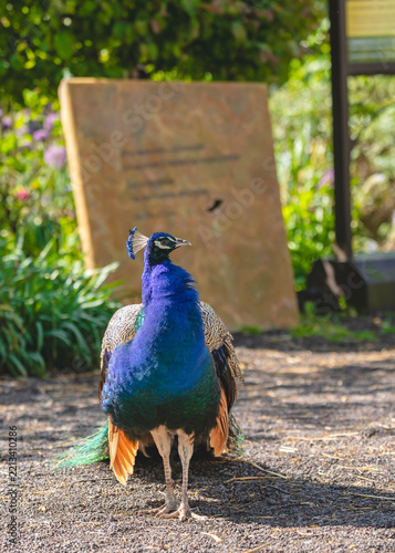 paon bleu 