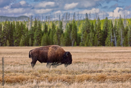 Male specimen of America bison (colloquially, buffalo) at graze on a meadow beside Grand Loop Rd., next to Sevenmile Bridge. Yellowstone NP-WY-USA-025