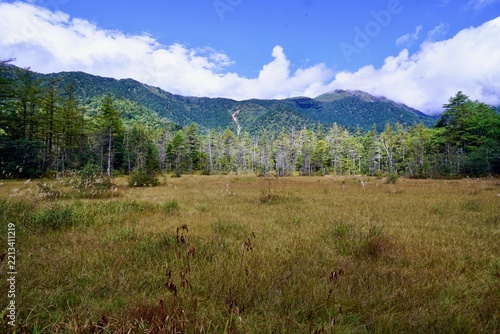 Beautiful alpine meadow with brown grasses and dense pine forest under dramatic cloudy sky in Kamikochi, Nagano, Japan
